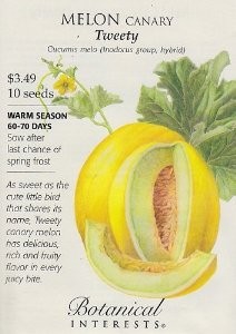 canary melon